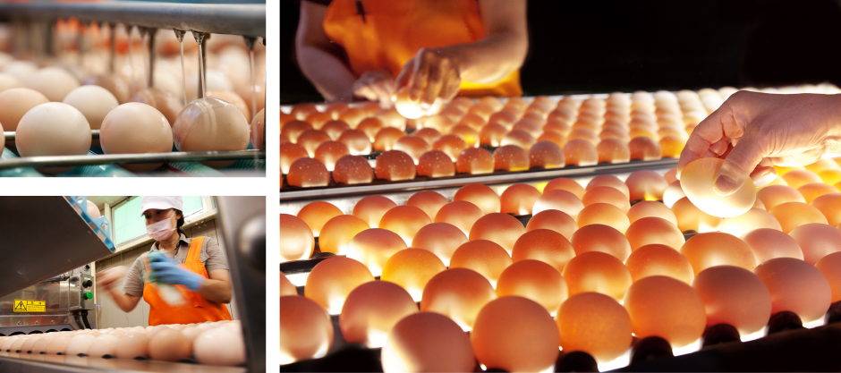 養鶏場でとれた卵を丁寧に洗浄・選別